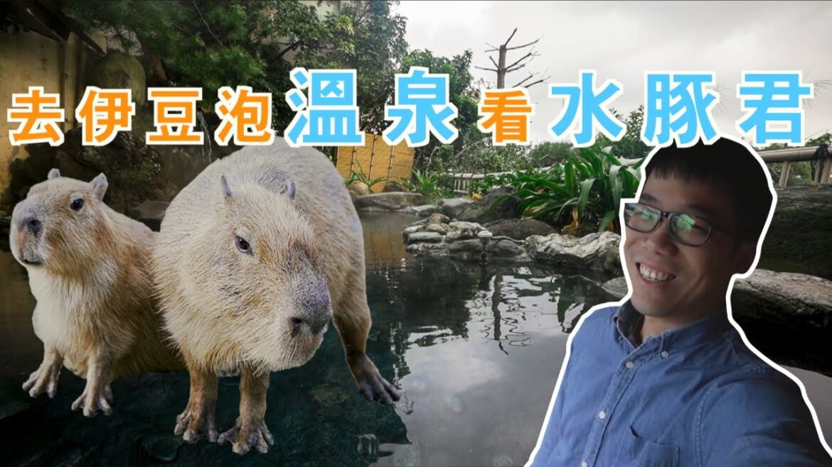 【日本伊豆半島🇯🇵】東京近郊的溫泉勝地!餵食超級療癒的水豚君!原來這裡出乎意料的好玩! 【日本伊豆半島🇯🇵】東京近郊的溫泉勝地!餵食超級療癒的水豚君!原來這裡出乎意料的好玩!
