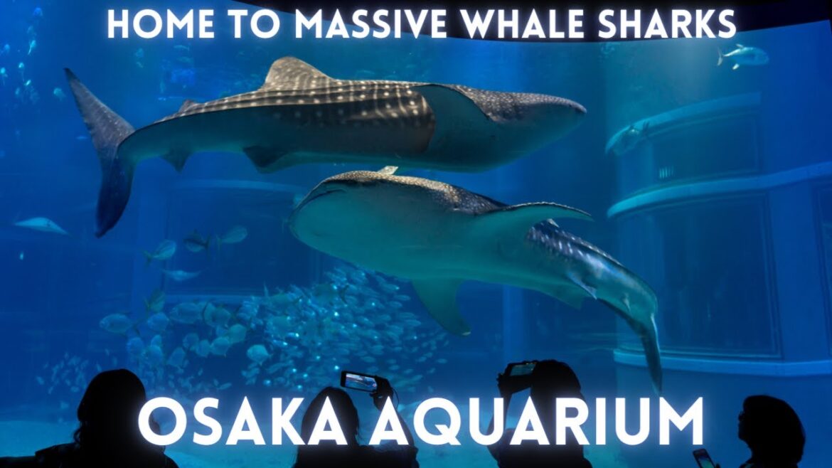 Osaka Aquarium Animals Tour 2023 4K