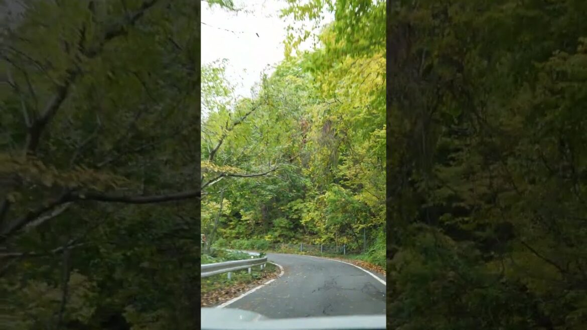 Escaped for a weekend camping trip in Hokkaido, Japan. | Part 1🍁🪵🏕️#fall #autumn #camping #shorts