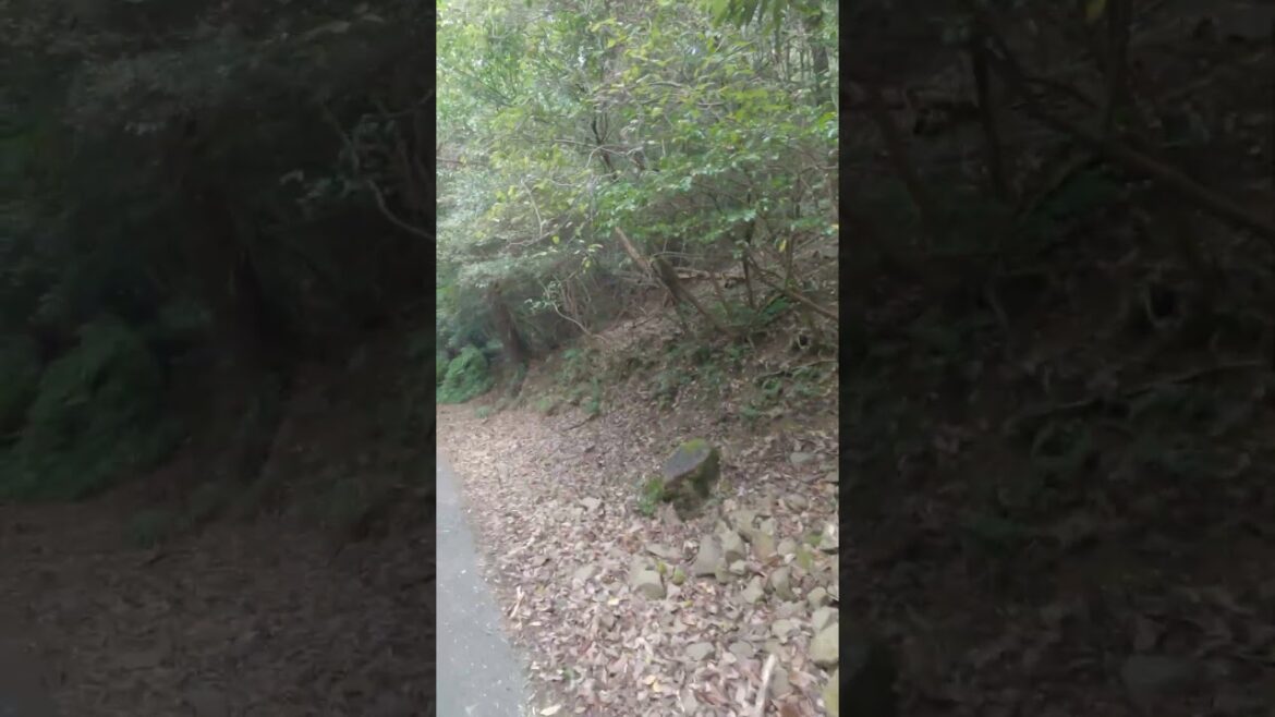 IN JAPAN #japan #travel #walk #japanese