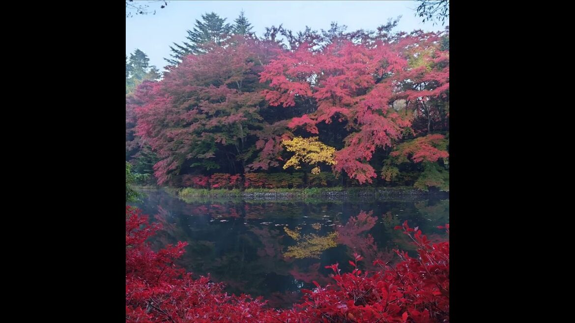 2023　紅葉🍁紀行　長野県 後編 CM 「乗鞍高原・開田高原・茅野市・雲場池・もみじ湖」　#紅葉　#長野　　https://youtu.be/NoX5nhfzFiA