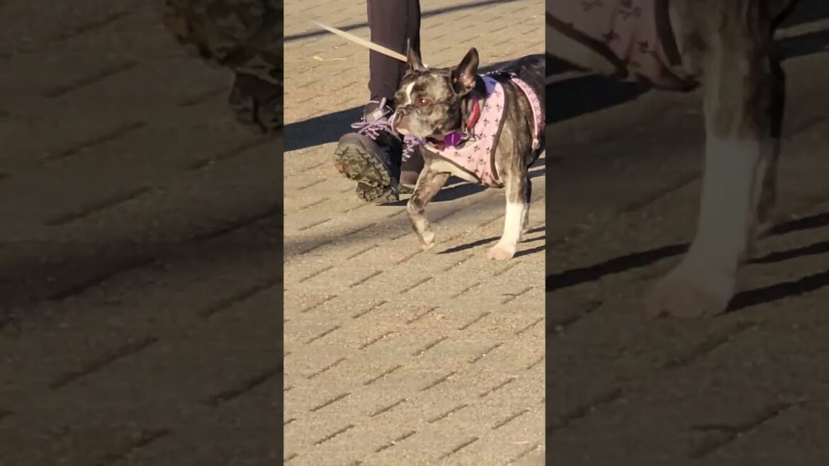 frenchie looking for corgi and akita