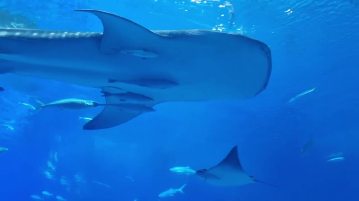 OKINAWA/동양의하와이