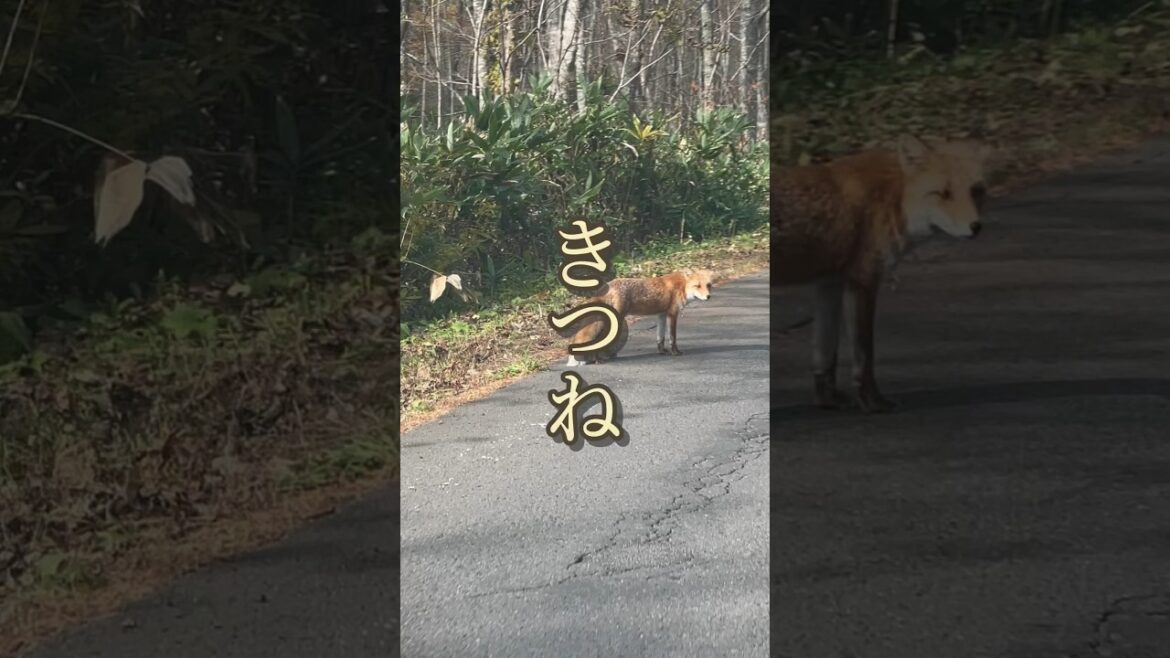 北海道定山渓の紅葉ドライブで奇跡的な遭遇「キツネがいた」直後にタヌキいたけど撮れなかった日 #vlog #shorts