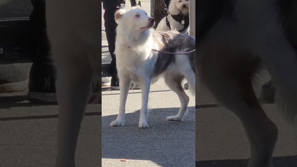 cute white dog looking for bulldog and akita