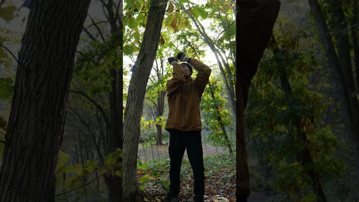 Escaped for a weekend camping trip in Hokkaido, Japan. | Part 2🍁🪵🏕️#fall #autumn #camping #shorts