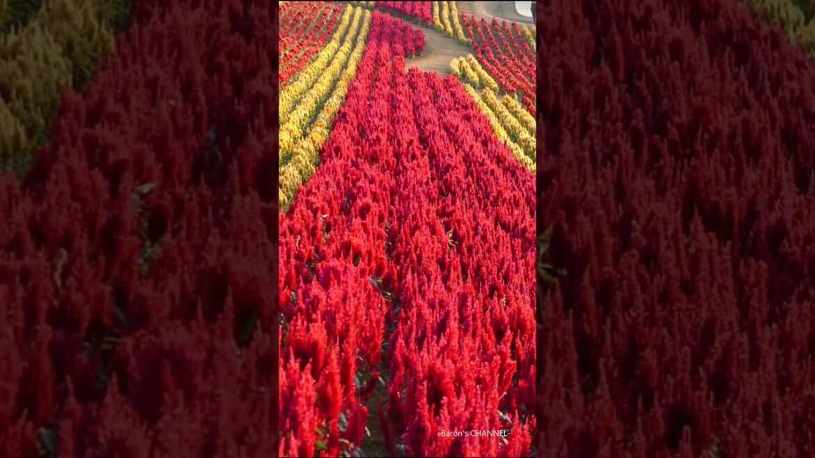 東京ドイツ村　秋花シーズン（マリーゴールド、ケイトウ、マム）2023年10月27日　#shorts #花 #千葉県