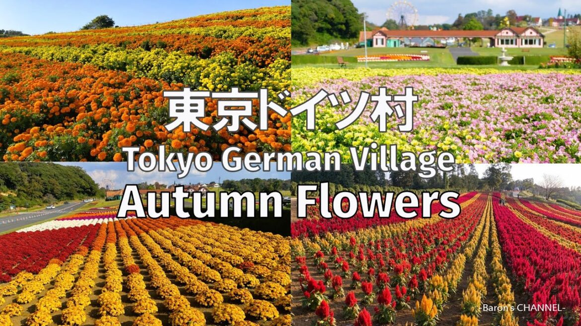 東京ドイツ村　秋の花シーズン（マム、ペチュニア、バラ、マリーゴールド、ケイトウ）千葉県袖ケ浦市　2023年10月27日