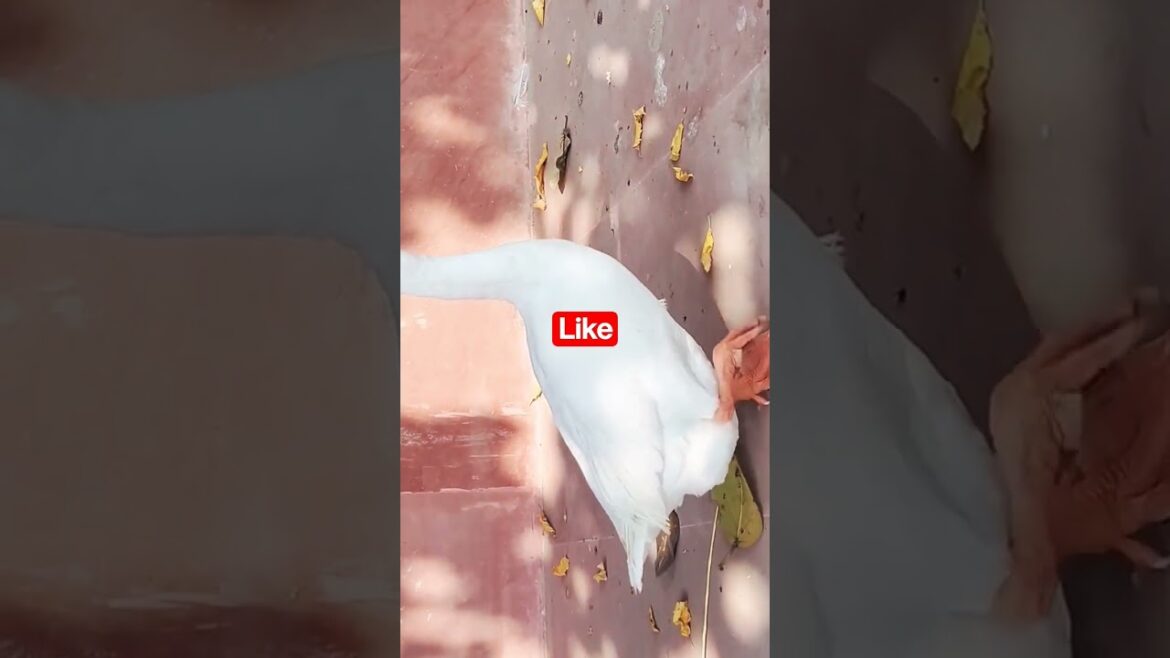 chakor @CracksKanpur #viral #shorts @LikeNastyaofficial chakor @CracksKanpur #viral #shorts @LikeNastyaofficial