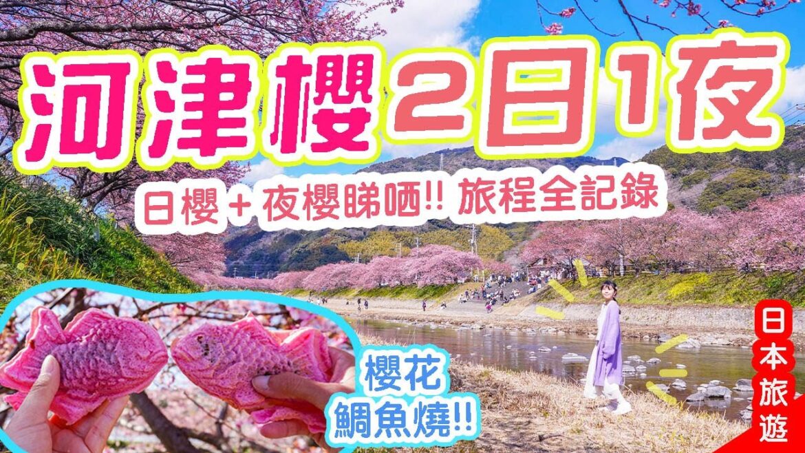 河津櫻2日1夜: 日櫻&夜櫻兩種美態! 超美的櫻花鯛魚燒🌸連行8小時仍不想回家｜風信子の日本旅行團 #日本櫻花 #河津 #日本旅遊