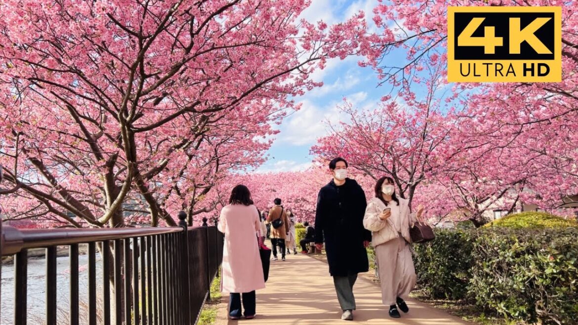 Japan Cherry Blossoms 2023 ・ Kawazu Sakura