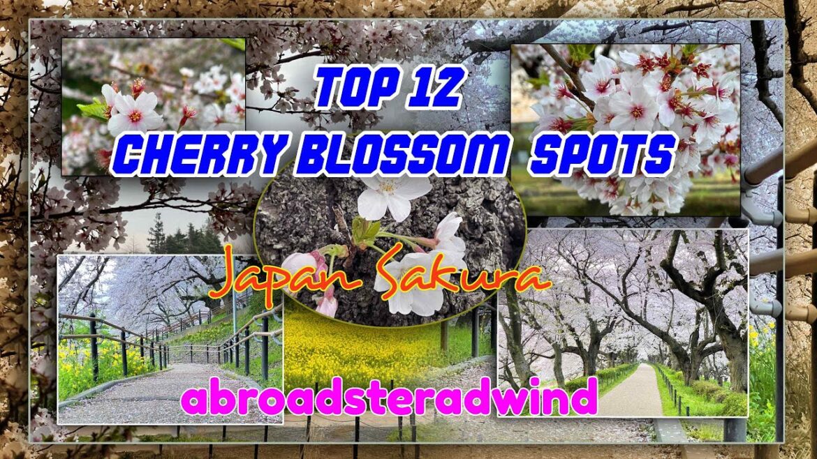 Top 12 cherry blossom  spots in japan/ Japan Sakura