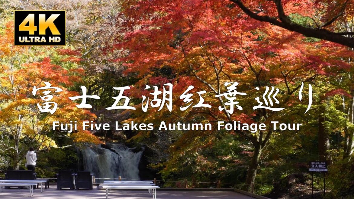 Vlog Tour of Autumn Foliage at Local Fuji Five Lakes “What I thought about living in a tourist spot” Vlog Tour of Autumn Foliage at Local Fuji Five Lakes "What I thought about living in a tourist spot"