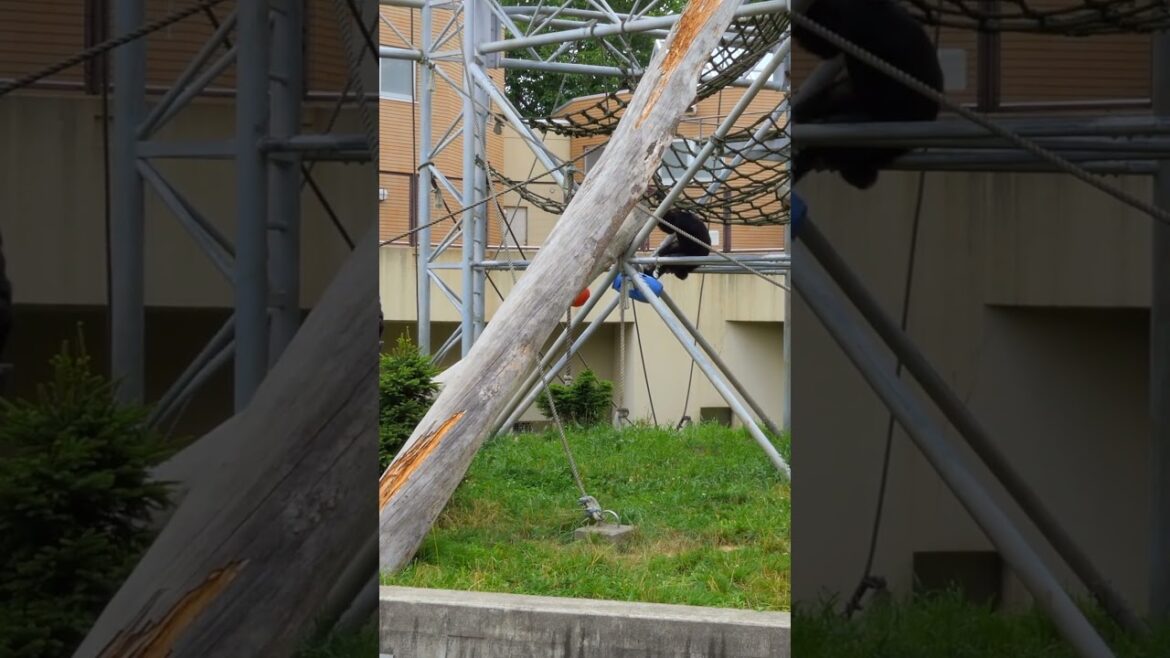 A Day at Sapporo Zoo #japan #discoverjapan