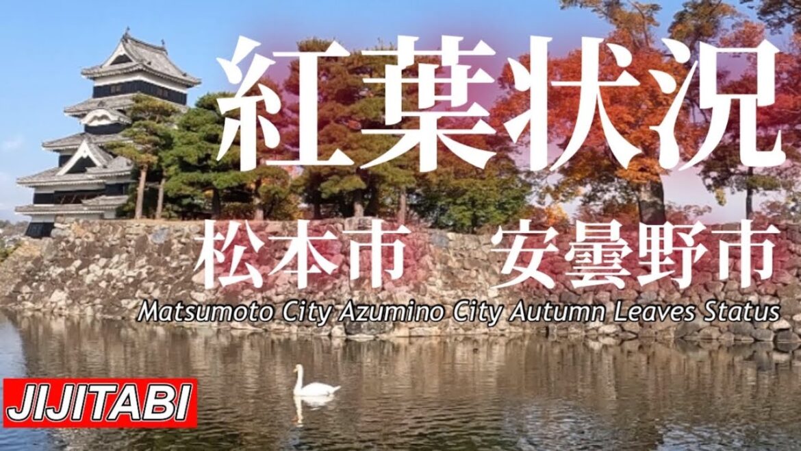 【長野紅葉情報】松本城・旧開智学校・大王わさび農場・穂高神社・碌山美術館・国営アルプス安曇野公園[Nagano Autumn Foliage Information]撮影日2023.11.2
