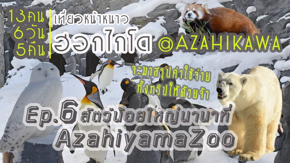 สวนสัตว์อาซาฮิยาม่า ดูอะไรวันที่ไม่มีเพนกวินพาเหรด| Hokkaido Winter Ep6 Asahikawa| JP on the Go Ep34 สวนสัตว์อาซาฮิยาม่า ดูอะไรวันที่ไม่มีเพนกวินพาเหรด| Hokkaido Winter Ep6 Asahikawa| JP on the Go Ep34