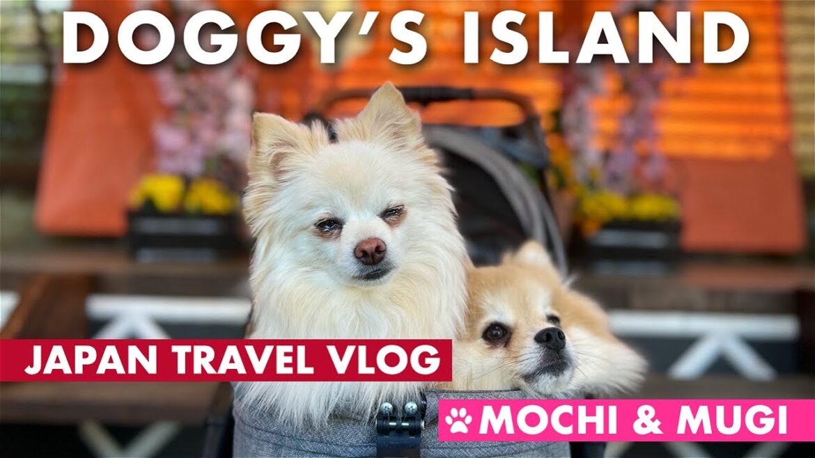 CHIBA: Doggy's Island Resort & Villa | Japan Travel Vlog | Mochi & Mugi