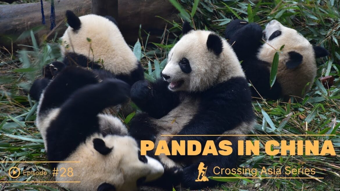 China’s PANDA Sanctuary and our FINAL episode of CROSSING ASIA China's PANDA Sanctuary and our FINAL episode of CROSSING ASIA