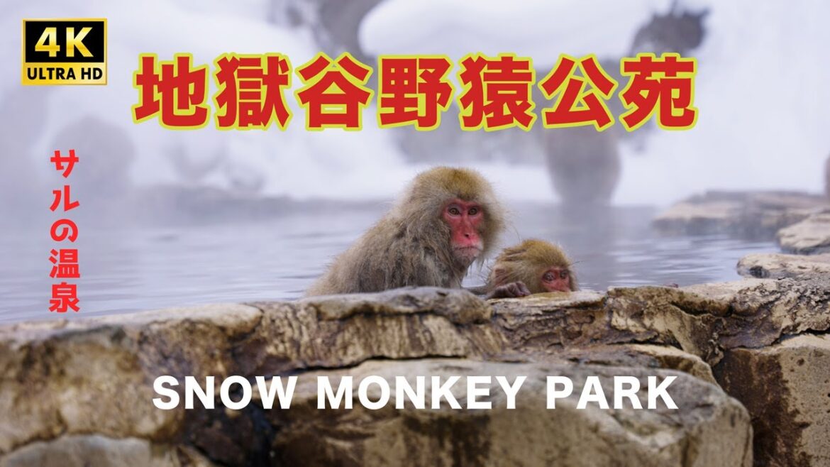 【4K】地獄谷野猿公苑 | 日本 長野県 | Monkey Park | Snow Monkey