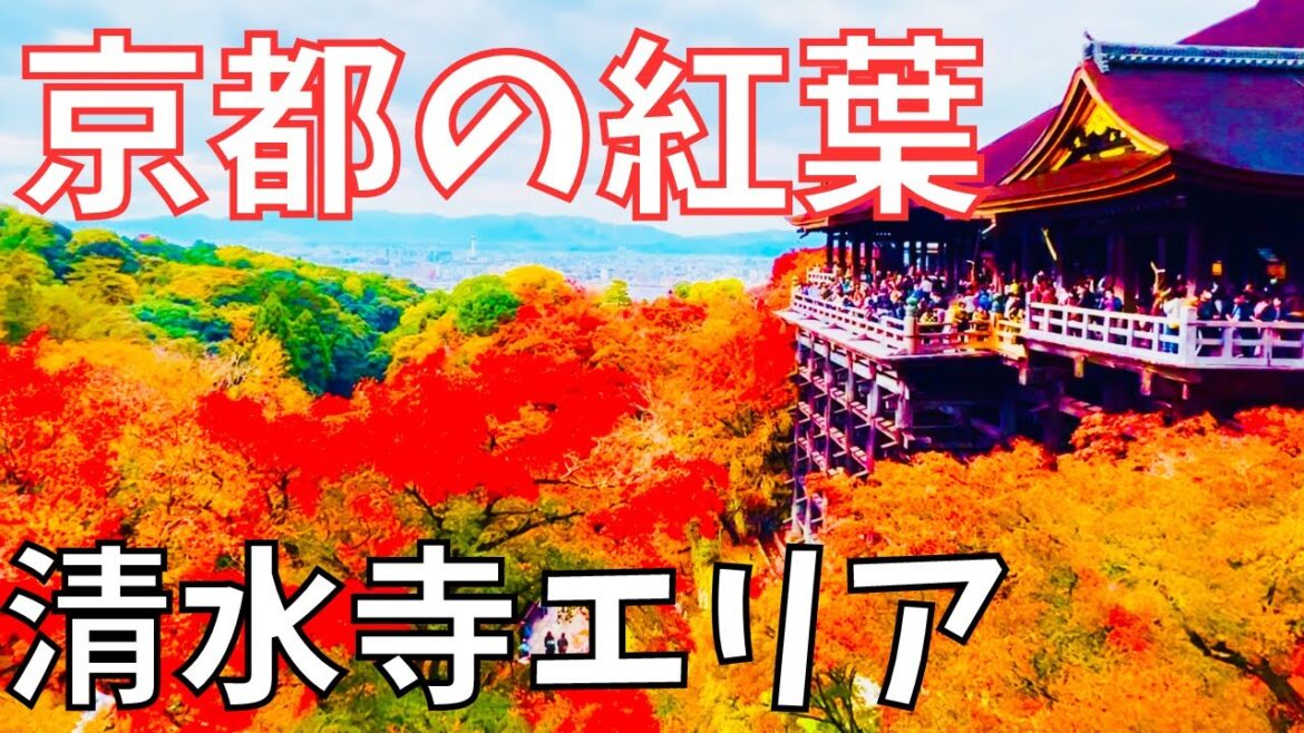行って良かった❗京都の紅葉🍁清水寺(東山)エリア~高台寺・円山公園・知恩院🍂Autumn leaves in Kiyomizudera-temple area Kyoto Japan 行って良かった❗京都の紅葉🍁清水寺(東山)エリア~高台寺・円山公園・知恩院🍂Autumn leaves in Kiyomizudera-temple area Kyoto Japan
