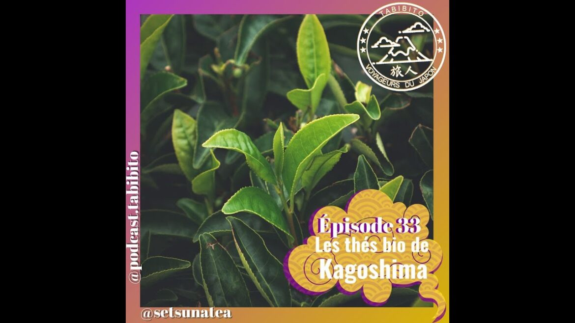 S3 Episode 33 – Les thés bio de Kagoshima avec Setsuna S3 Episode 33 - Les thés bio de Kagoshima avec Setsuna