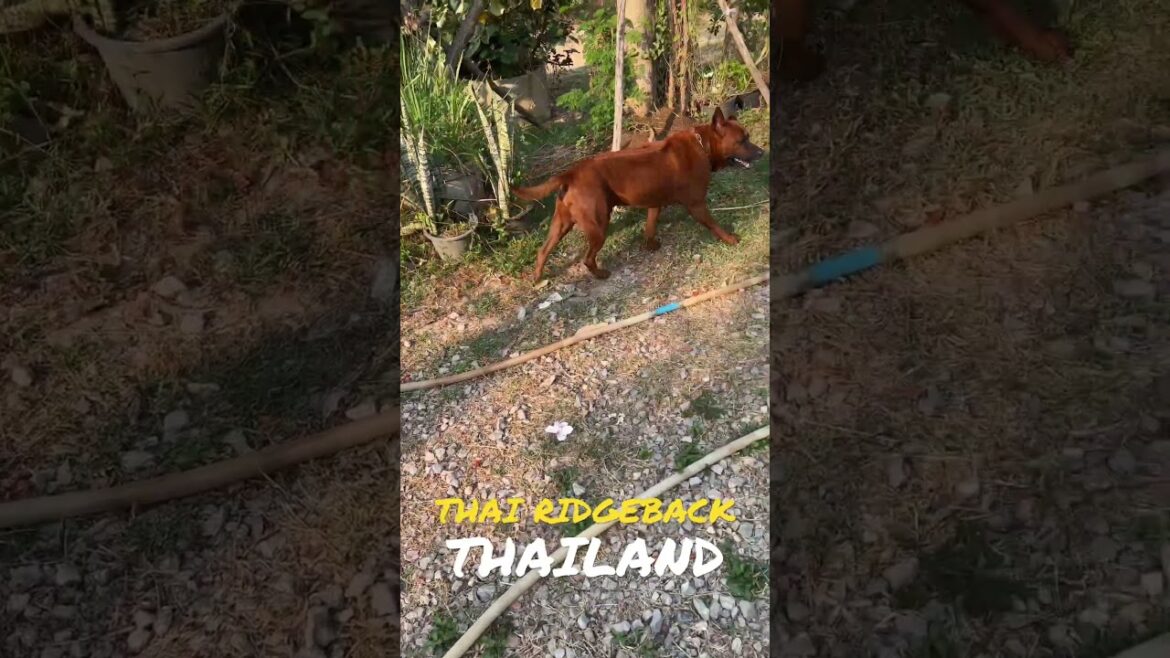 DOG-Thai Ridgeback-shorts-สุนัขไทยหลังอาน -กางเกงขาสั้น
