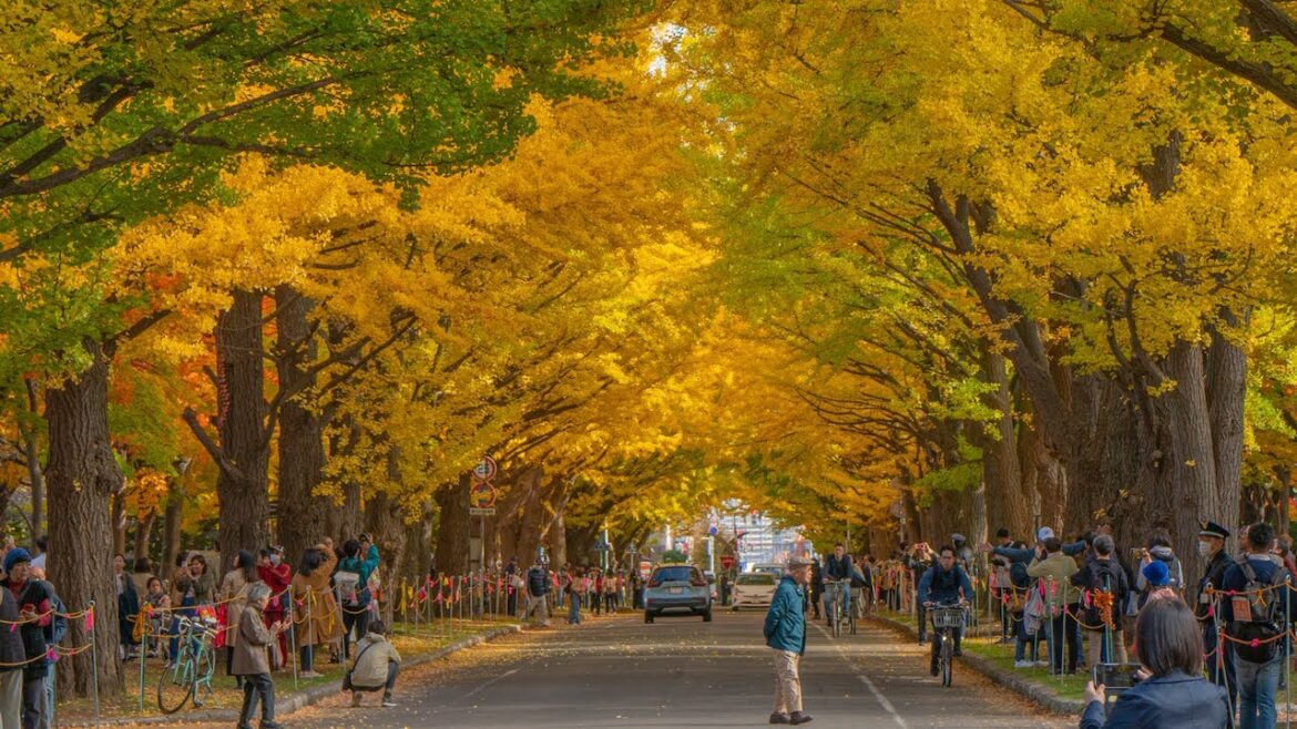 【秋の札幌】北海道大学の銀杏(イチョウ)並木を見に行ってきた。【紅葉】