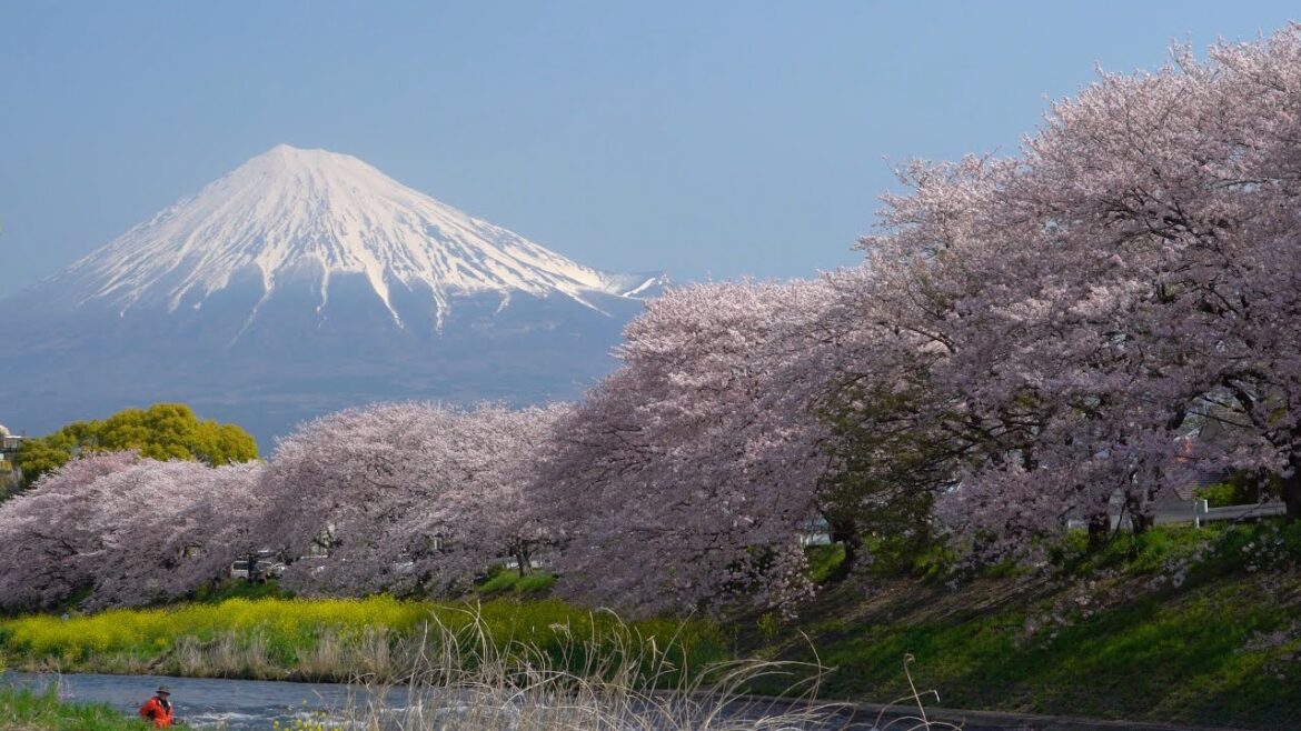 2017 絶景・潤井川龍厳淵の富士と桜(4K) Magnificent Mt. Fuji & Cherry Blossoms At Ryugenbuchi Of Urui River(UHD)