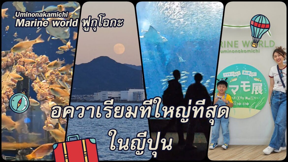 หนึ่งวันที่มารีนเวิร์ล อควาเรียมที่ใหญ่ที่สุดของญี่ปุ่น  a day at Marine world , Fukuoka , Japan หนึ่งวันที่มารีนเวิร์ล อควาเรียมที่ใหญ่ที่สุดของญี่ปุ่น  a day at Marine world , Fukuoka , Japan