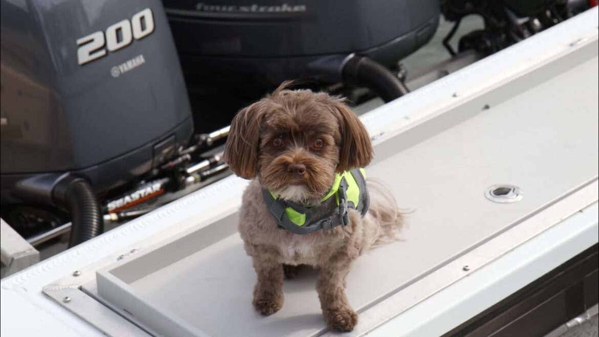 Circumnavigate Kupreanof Island and Run Through Rocky Pass.
