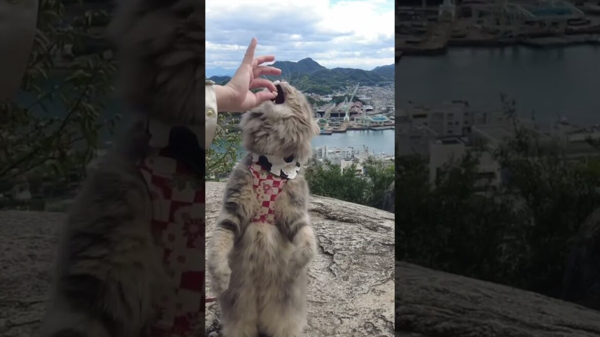 絶景の中で食べるおやつは最高!もふもふのお腹をご覧ください💕 #shorts 絶景の中で食べるおやつは最高!もふもふのお腹をご覧ください💕 #shorts