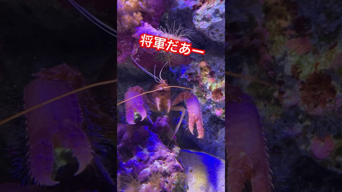 ザリガニ将軍が隠れ申す／沼津港深海水族館［YouTube水族館］#ショウグンエビ #shrimp #エビ