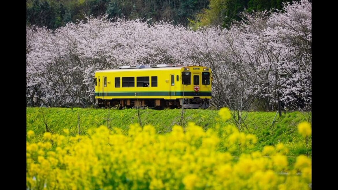 මෙහෙම කෝච්චියක් කලින් දැකල තිය ද? 🤔🚆 ජපන් කෝච්චියක රවුමක් Japan Train #ryomo #japan #train #travel