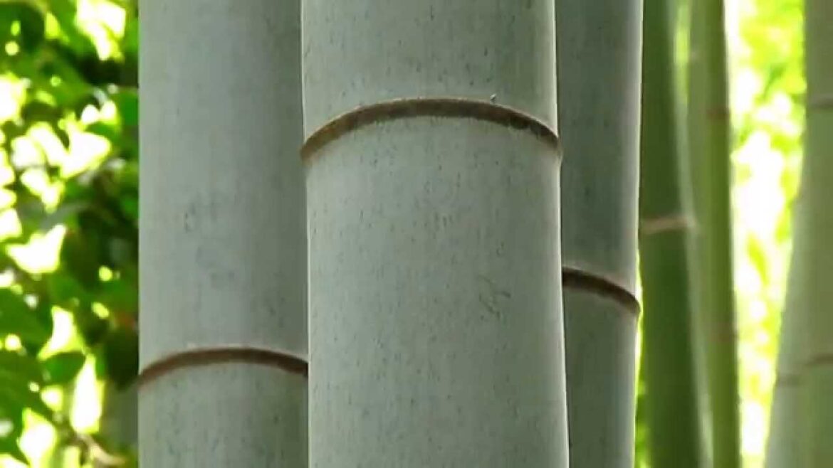 Hokoku-ji Bamboo Garden – Kamakura ● 報国寺の竹林 鎌倉 Hokoku-ji Bamboo Garden - Kamakura ● 報国寺の竹林 鎌倉