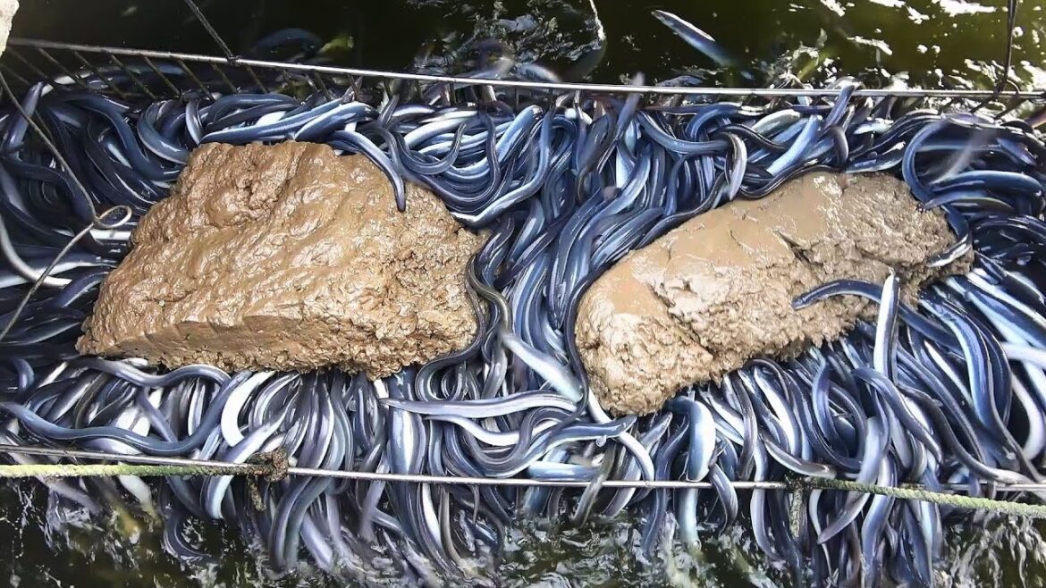 Most Popular Seafood in Japan - Eel , Mullet Roe ,Tuna...