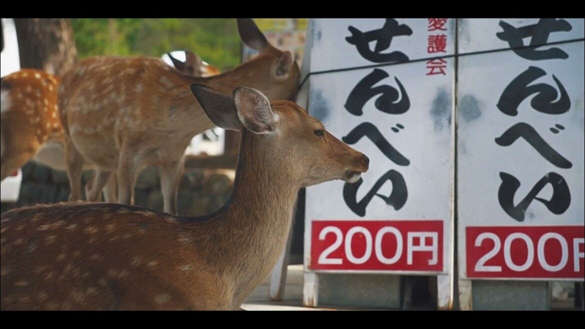 JAPAN | Kyoto, Osaka, Nara | Cinematic Travel Video