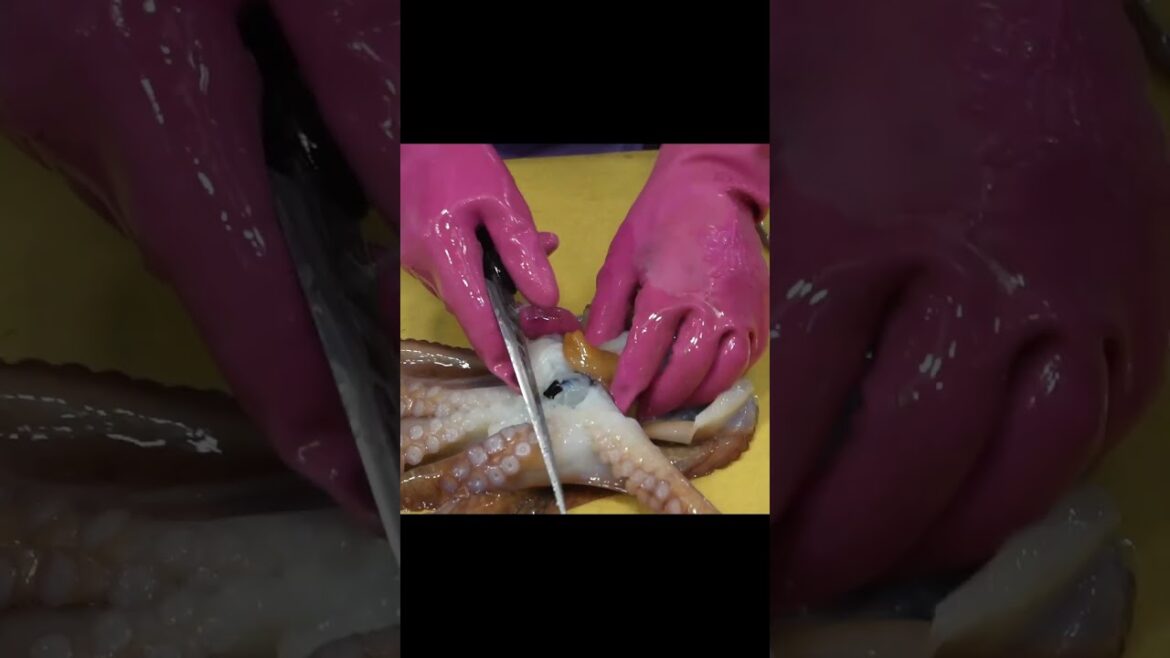 “The biggest octopus of all time, taller than an adult man”  How to clean live octopus  #octopus