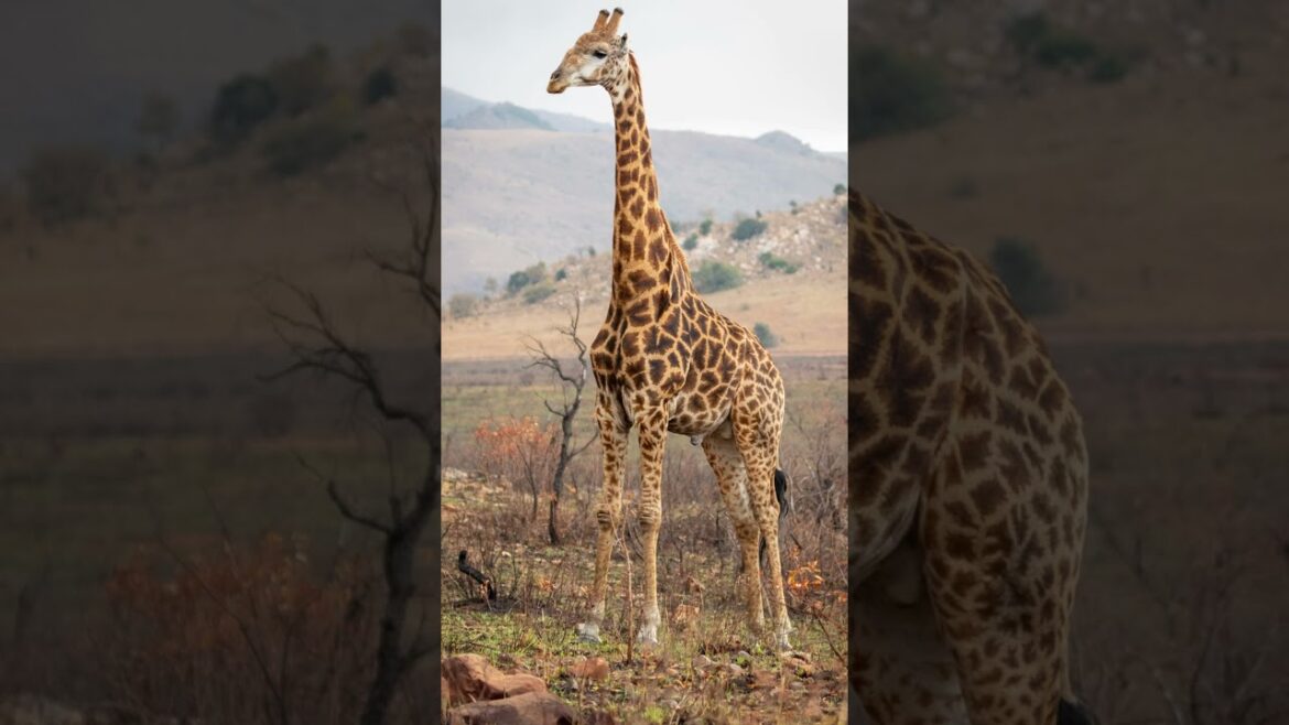 Some of the most beautiful places in New Zealand / 4K #travel #newzealand #shorts   #trending Some of the most beautiful places in New Zealand / 4K #travel #newzealand #shorts   #trending