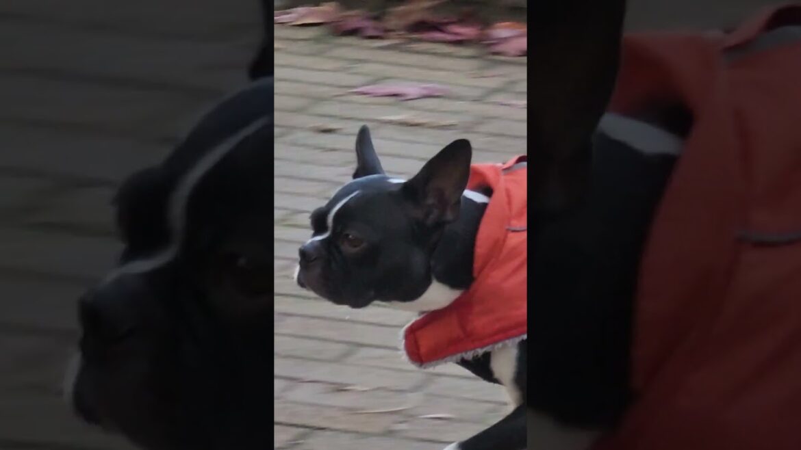 RED WARDROBE wearing cute Pug dog meeting up with akita and shiba inu