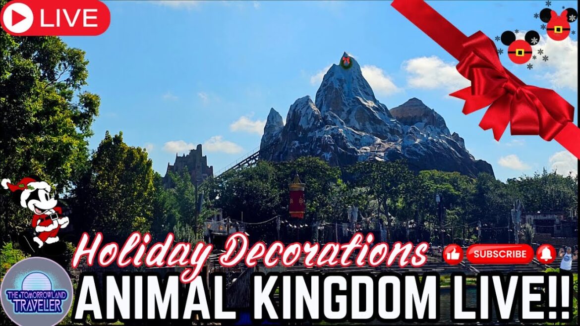 🔴 LIVE: ANIMAL KINGDOM HOLIDAY DECORATIONS & MORE - #waltdisneyworld