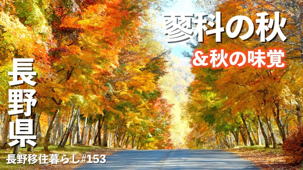 【長野移住】三連休もまだまだ大丈夫!!蓼科紅葉ドライブ｜蓼科｜秋の味覚｜ドライブ｜田舎暮らし｜長野県｜4K
