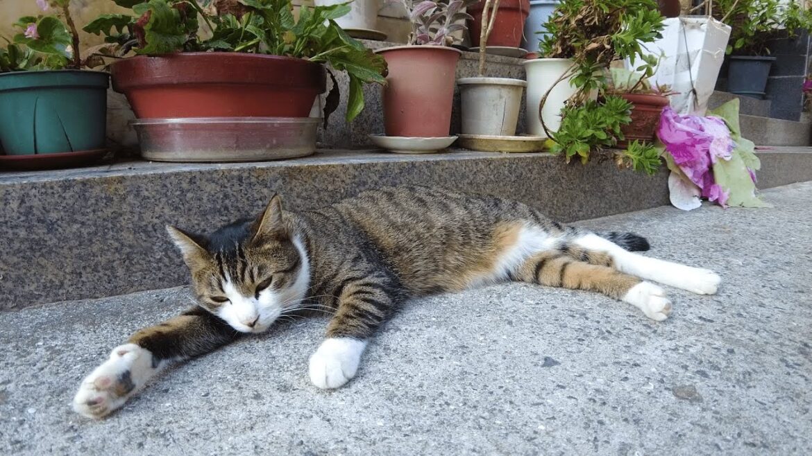 Staying at Japan's Cat Island | Himeji Ieshima Island