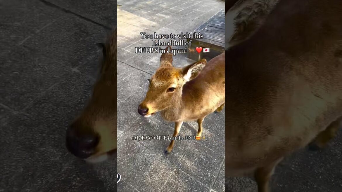 You have to visit this Island full of deers in Japan π¦πΎβ¨ You have to visit this Island full of deers in Japan π¦πΎβ¨