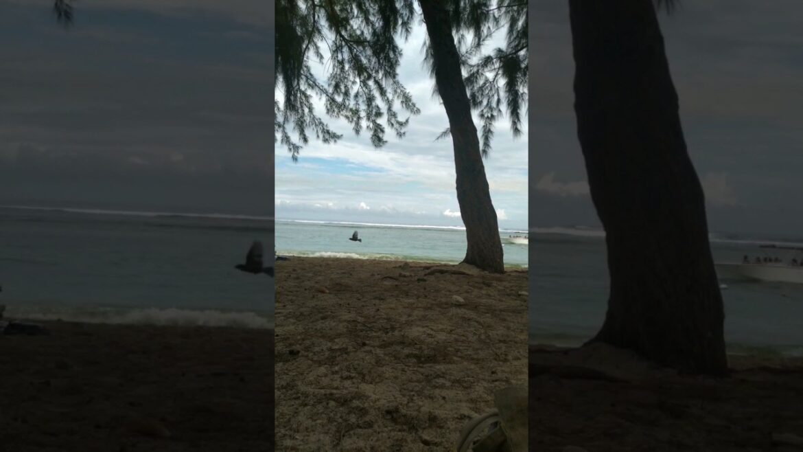 Speed boat ride #mauritius #shorts #utubeshorts Speed boat ride #mauritius #shorts #utubeshorts