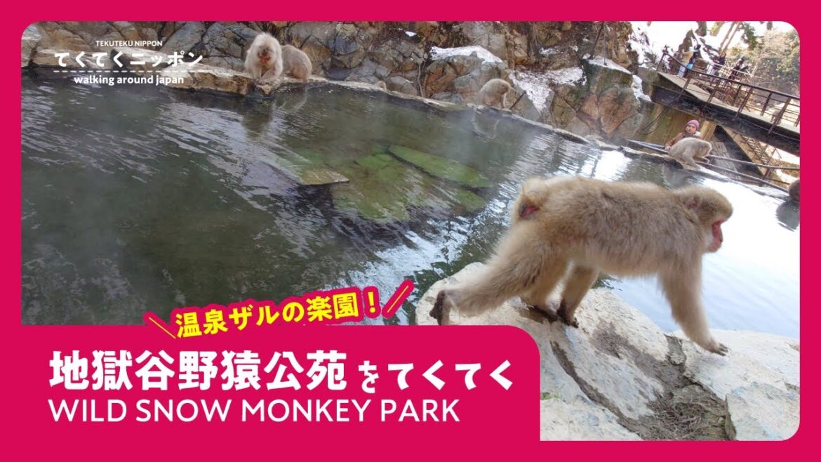＼温泉ザルの楽園！／地獄谷野猿公苑〈WILD SNOW MONKEY PARK〉/2023-March