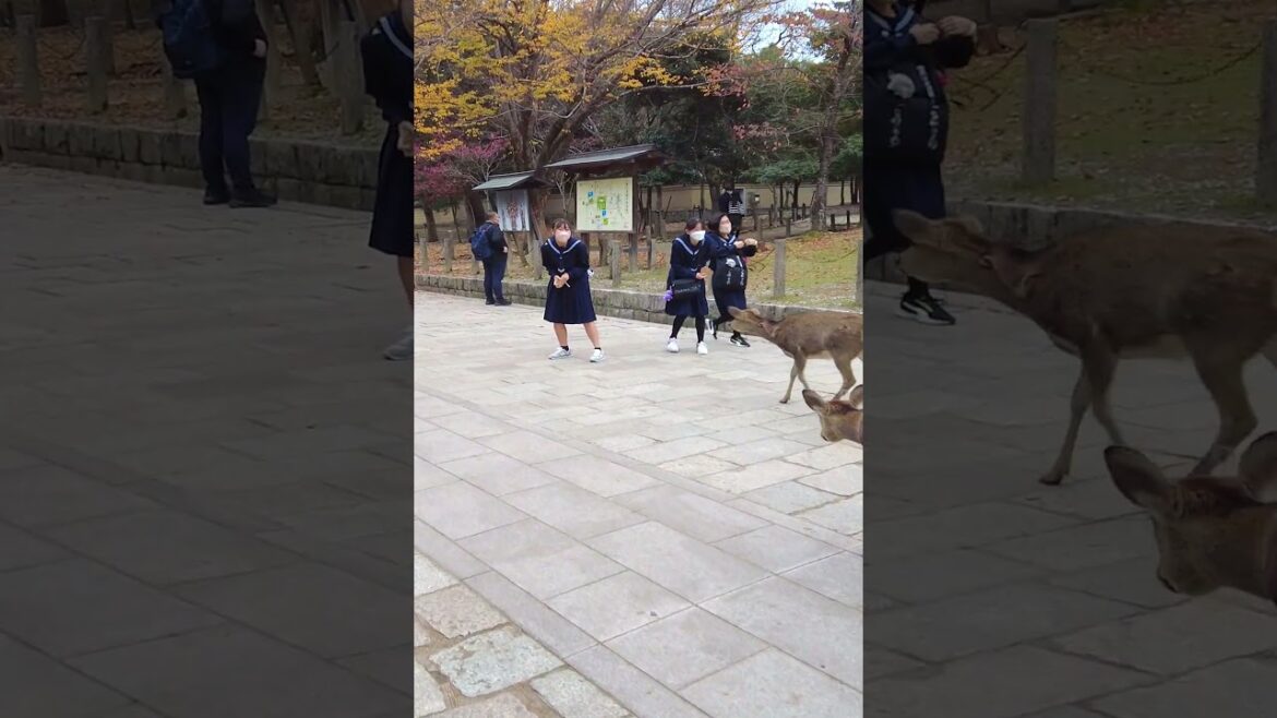 Deer Nara Japan #vlog Deer Nara Japan #vlog