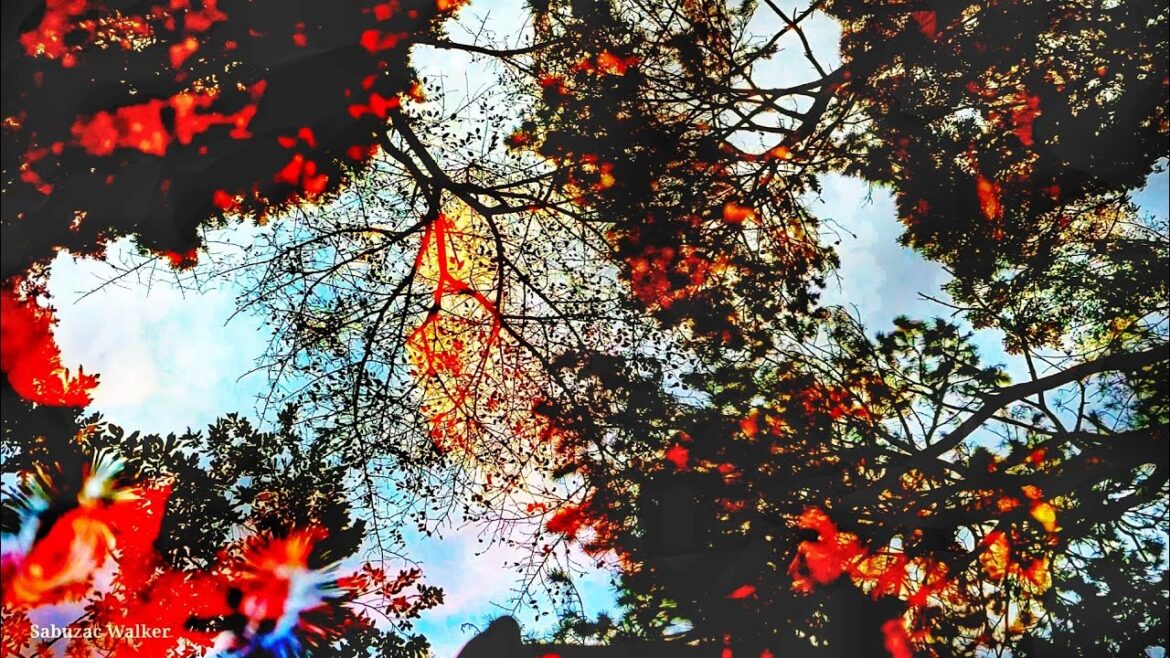 [4K] Autumn picnic walking tour. Busan City, South Korea | 가을 소풍 나들이