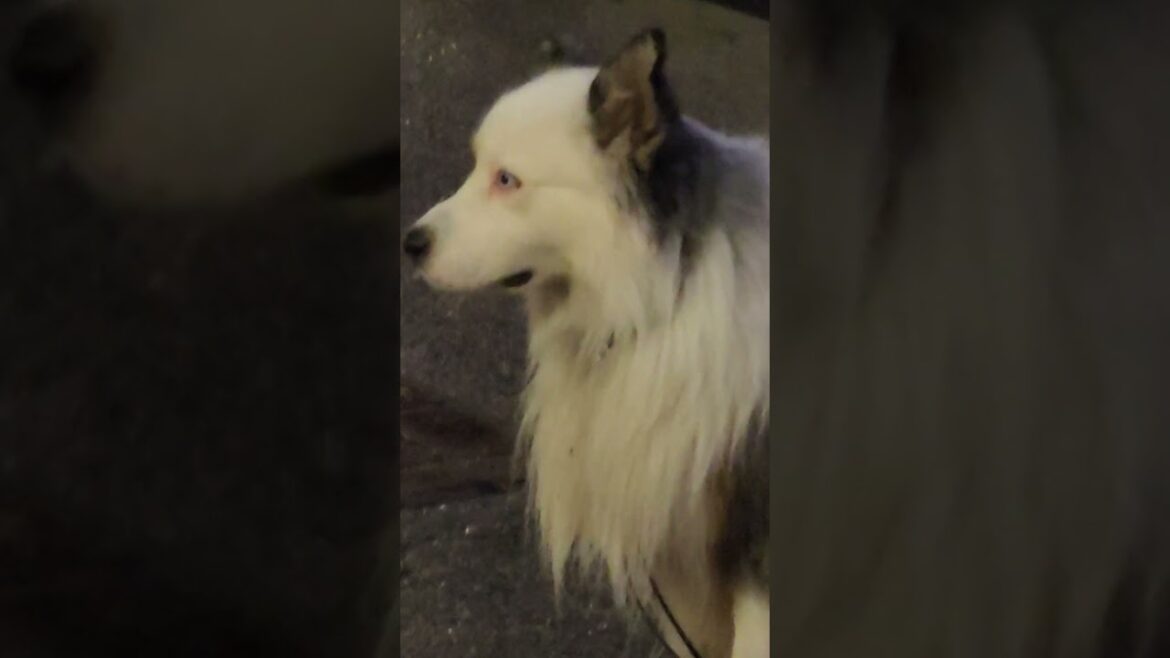 australian shepherd waiting for husky corgi and akita at the door australian shepherd waiting for husky corgi and akita at the door
