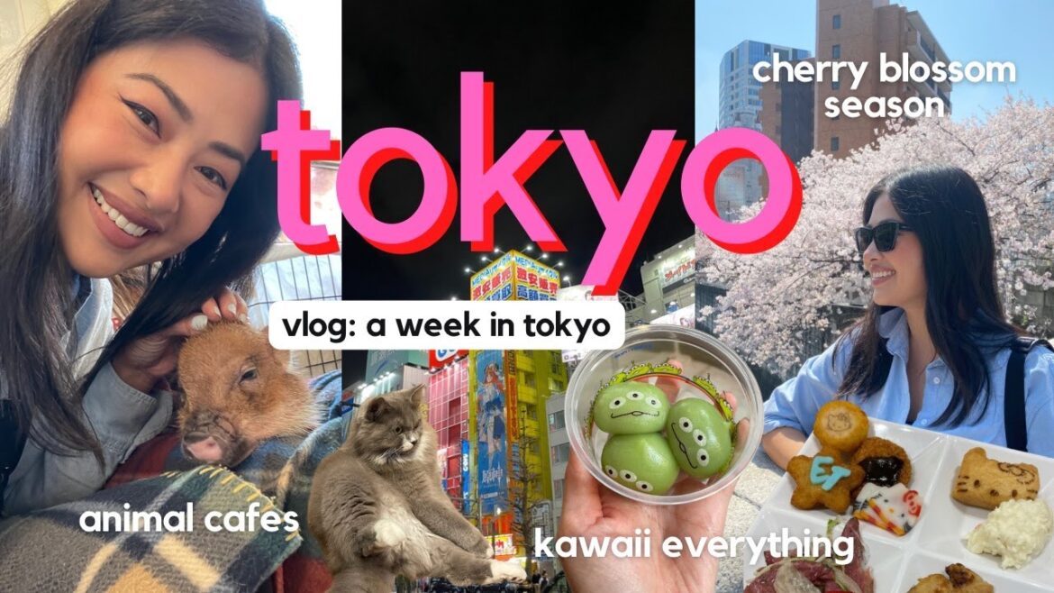 🇯🇵 TOKYO 2023 vlog | week in tokyo | exploring tokyo, animal cafes, cherry blossoms + prices 🐈 🌸 🍙