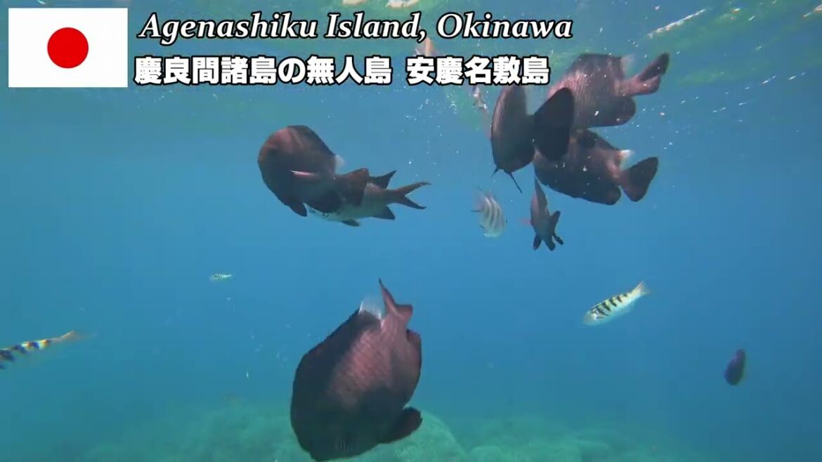🇯🇵【Okinawa Trip】安慶名敷島 沖縄県慶良間諸島の無人島でシュノーケル【Agenashiku Island】 🇯🇵【Okinawa Trip】安慶名敷島 沖縄県慶良間諸島の無人島でシュノーケル【Agenashiku Island】